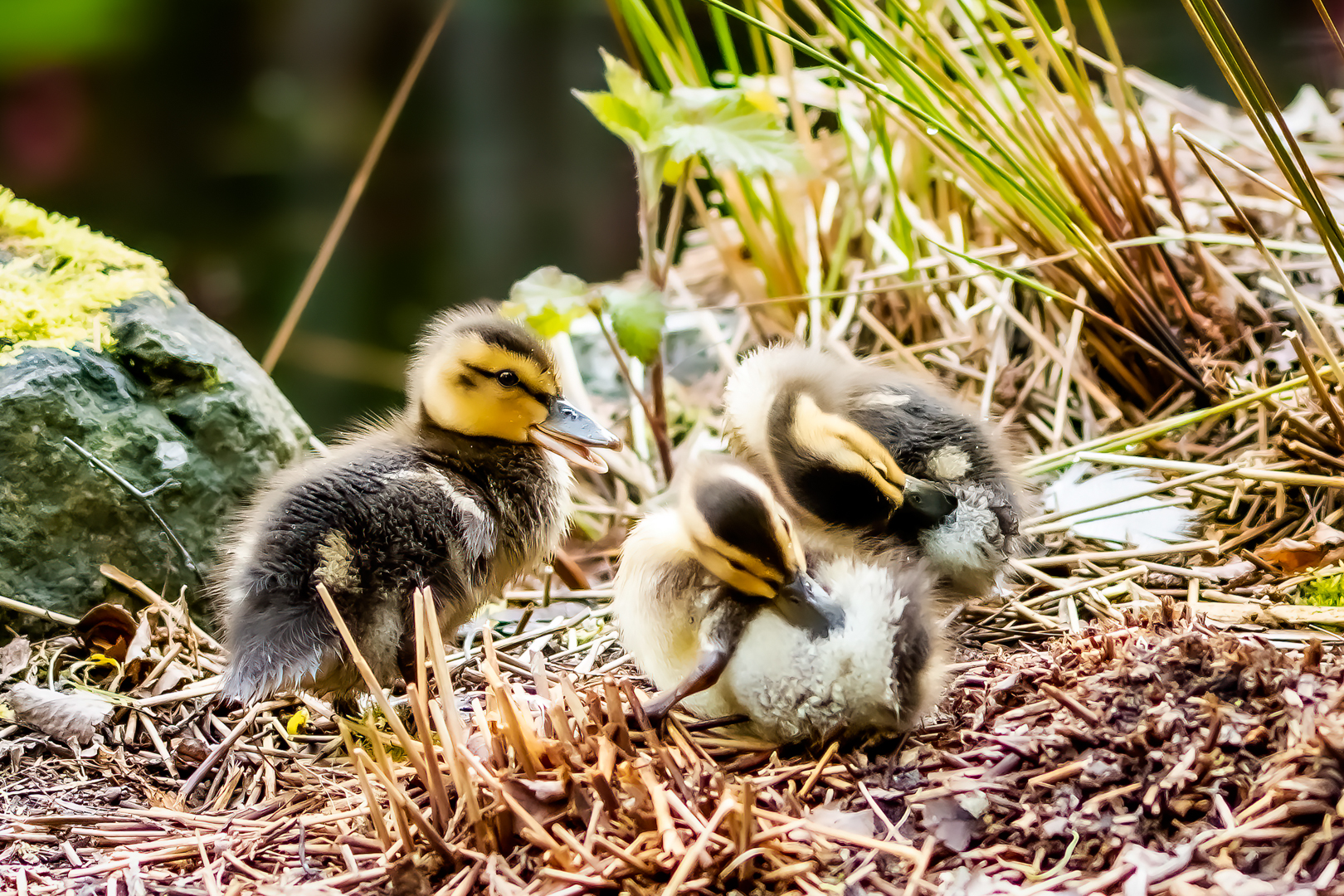 Baby Ducks at Point Defiance Park